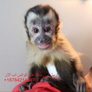  Trained Babies Capuchin Monkeys for sale .whatsapp me at  +16784214897