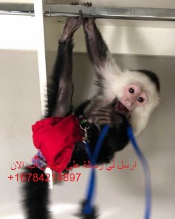  face baby capuchin monkey .whatsapp me at  +16784214897