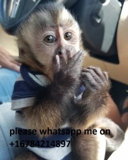 Capuchin monkeys available for sale\ whatsapp me on   +16784214897