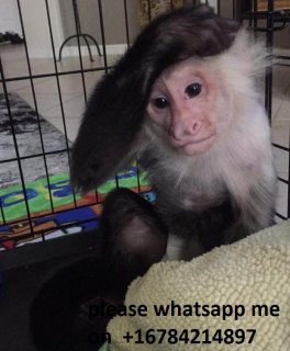 Very healthy capuchin monkeys  for sale\ whatsapp me on   +16784214897