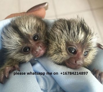 Amazing marmoset Monkeys for Sale\ whatsapp me on  +16784214897