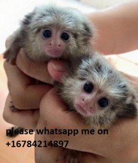 Charming Marmoset Monkeys Available\whatsapp me on  +16784214897 