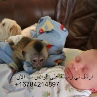 Lovely and purebreed baby capuchin monkeys.