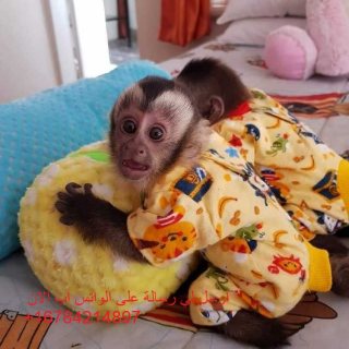Sensitive and Playfull Capuchin Monkeys Ready to Go.