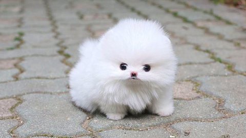 Beautiful Pedigree Small Pomeranian. whatsapp me on  +16784214897