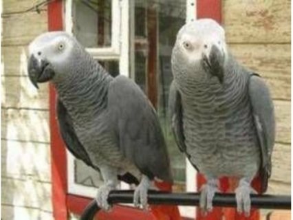Sweet and lovely African gray for sale  1