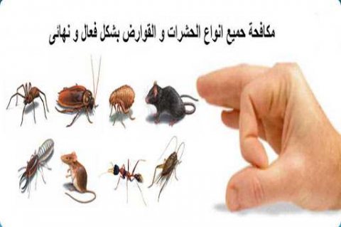 الصياد لمكافحة الحشرات في أبوظبي 