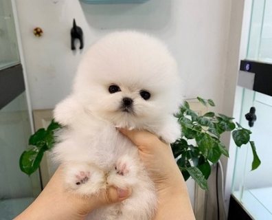 Pure White Boy Pomeranian