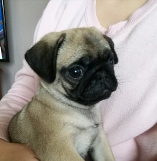 beautiful pug puppies available and ready to go now