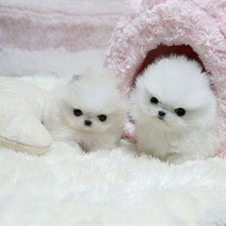  Teacup Pomeranian Puppies for Sale