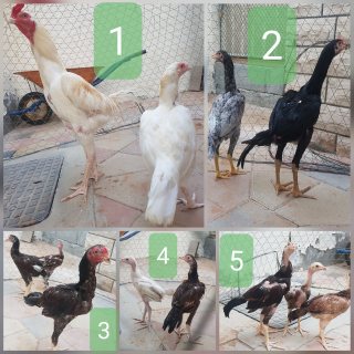 للبيع 12 حبه من الدجاج الباكستاني