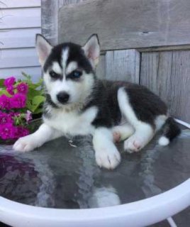 C.K.C MALE AND FEMALE SIBERIAN HUSKY PUPPIES AVAILABLE 