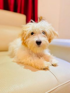 Maltese puppies for Adoption