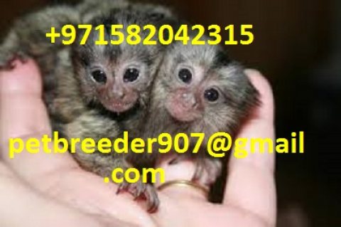 Cute Mamuset Monkeys for Sale
