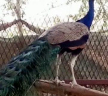 زوج طاووس للبيع, العين, رماح 2100 درهم 