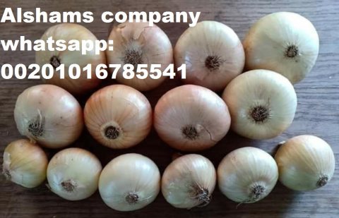 صورة 1 golden onions 