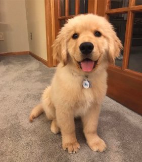 Home raised Golden Retriever puppies for rehoming