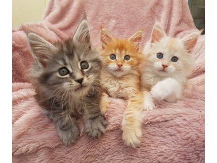 Pure Breed Maine Coon Kittens for sale