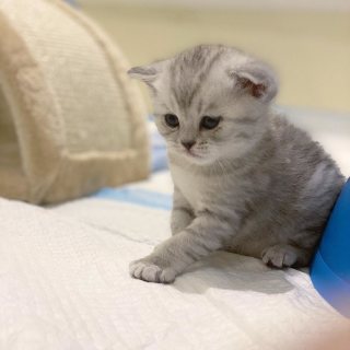 munchkin kittens for adoption whatshapp me at +971504185305