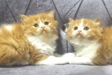  Selling Persian  kittens 
