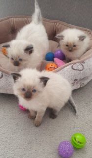 three ragdoll kittens ready 