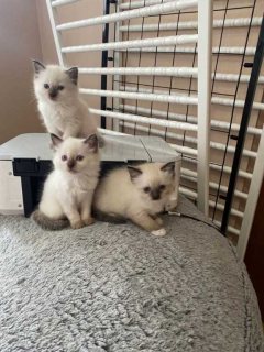 Purebred Ragdoll kittens for sale  1