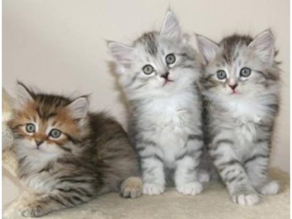 Siberian kittens available now