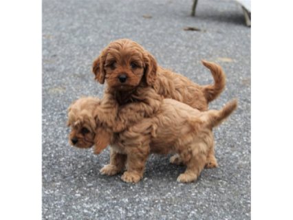 Lovely cavapoo Puppies for sale