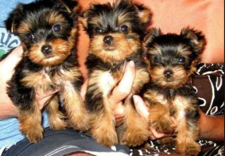 Yorkshire Terriers Puppies available now