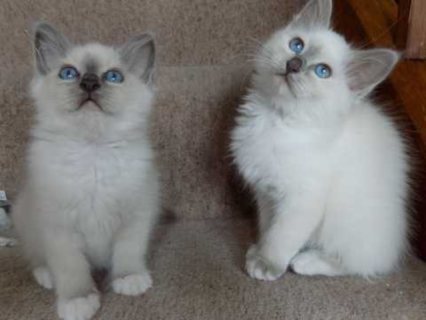 Gorgeous Birman Kittens available now