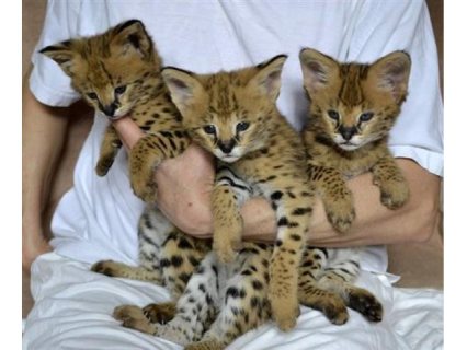 Savannah Kittens available now 