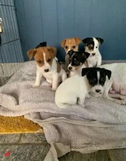 beautiful Jack Russell puppies looking for there forever home