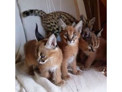 Caracat kittens for sale