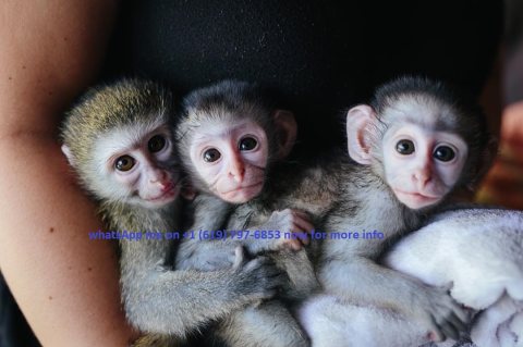 capuchin monkeys and marmoset monkeys for sale in uae