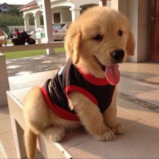 Absolutely gorgeous  golden retriever for sale