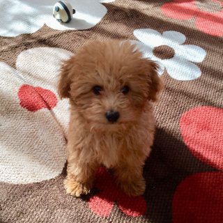 Toy poodle now  for sale