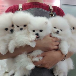Tea-cup Pomeranian puppies available here