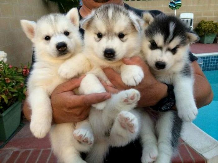 dorable Husky puppies looking for a good and caringa
