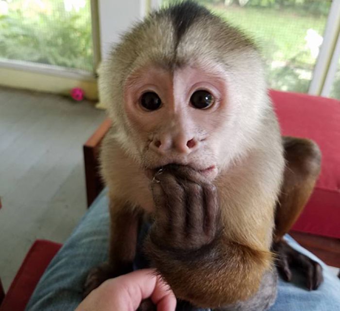 Gorgeous baby Capuchin Monkeys for sale