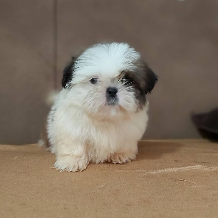 Shitzu puppy for sale