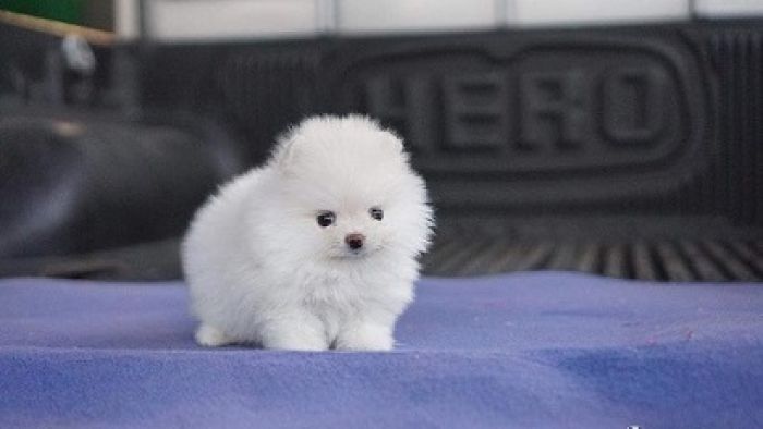 جرو كلب صغير طويل الشعر أبيض لا يقدر بثمن للتبني