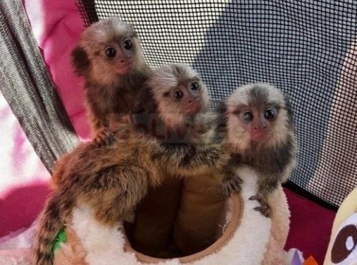 marmoset monkeys for sale in UAE دبي (139017)