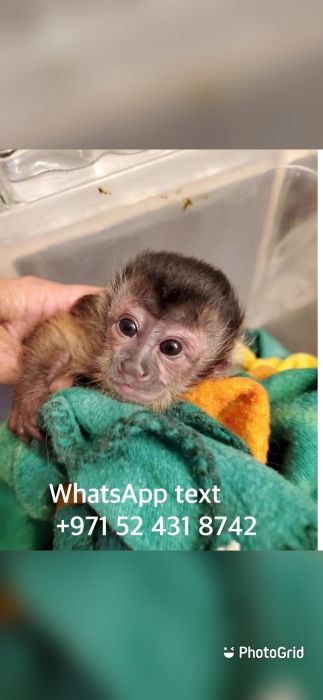 Classic  Tame Capuchin  Monkeys