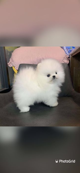 Teacup Pomeranian Puppies from Champion Dad & Mom.
