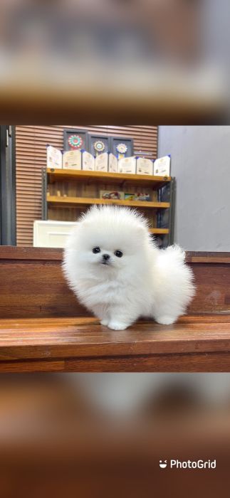 Top Quality Pomeranian  Puppy