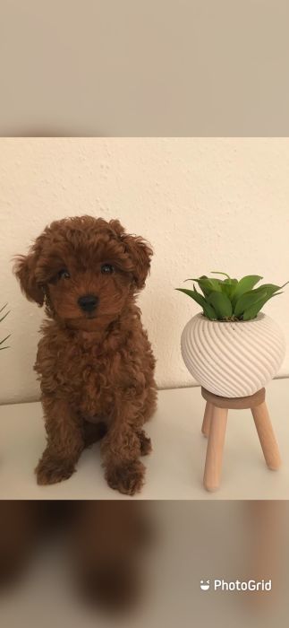 vaccinated toy poodle puppies ready