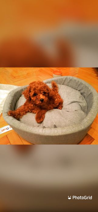 Quality  and healthy Toy poodle  puppies!