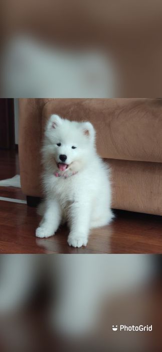 Registered Samoyed  puppies  for sale