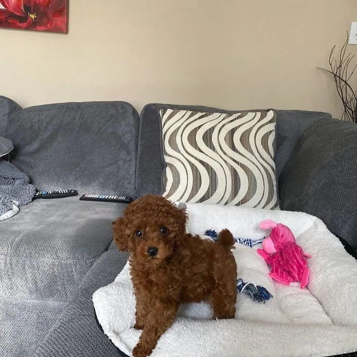 Well Socialized Toy Poodle puppies Available 
