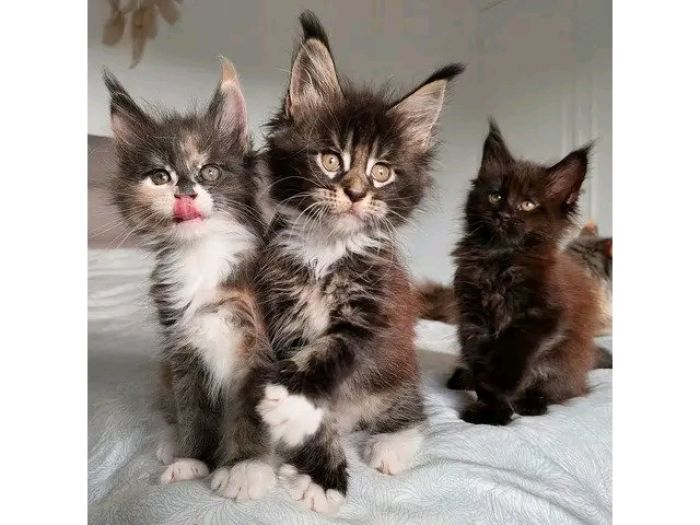 Main coon coon kitten for sale